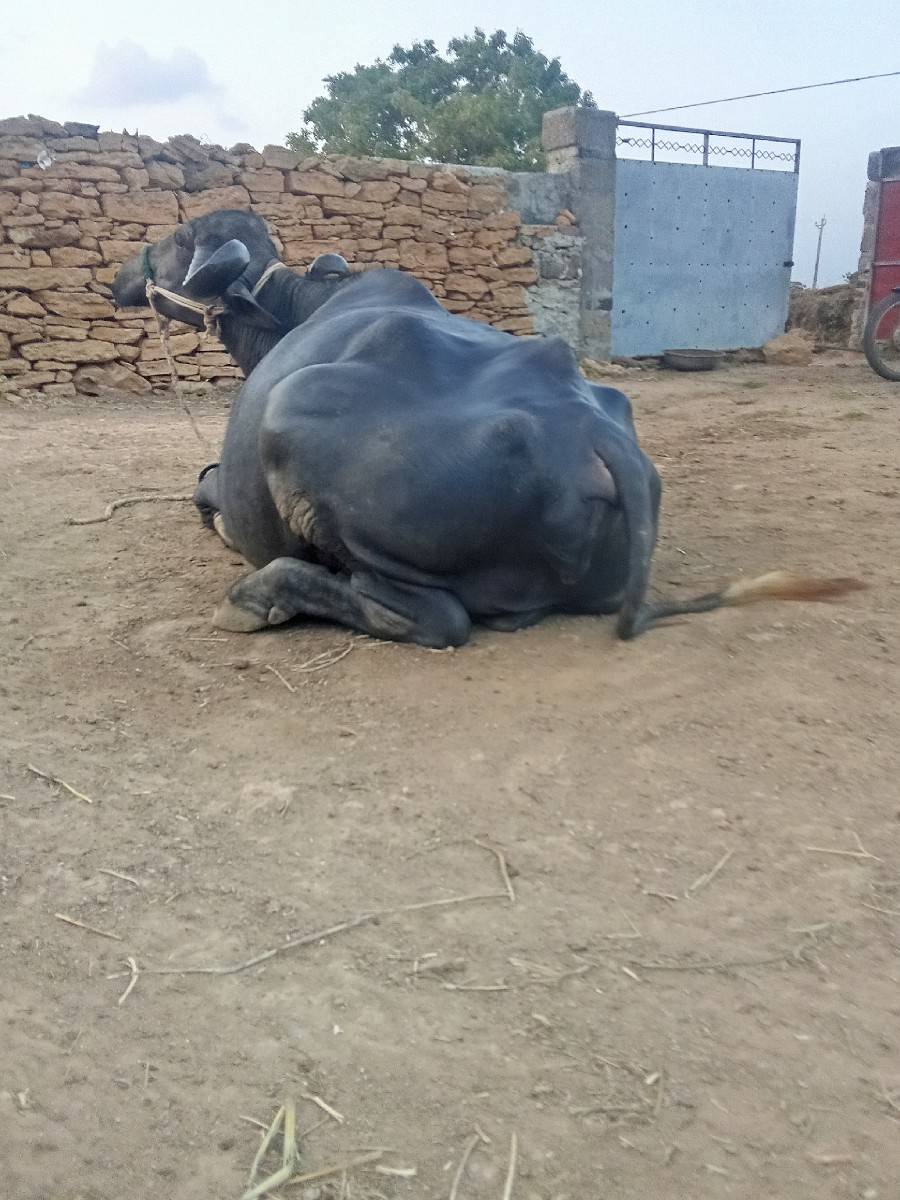 bhes vechvani che