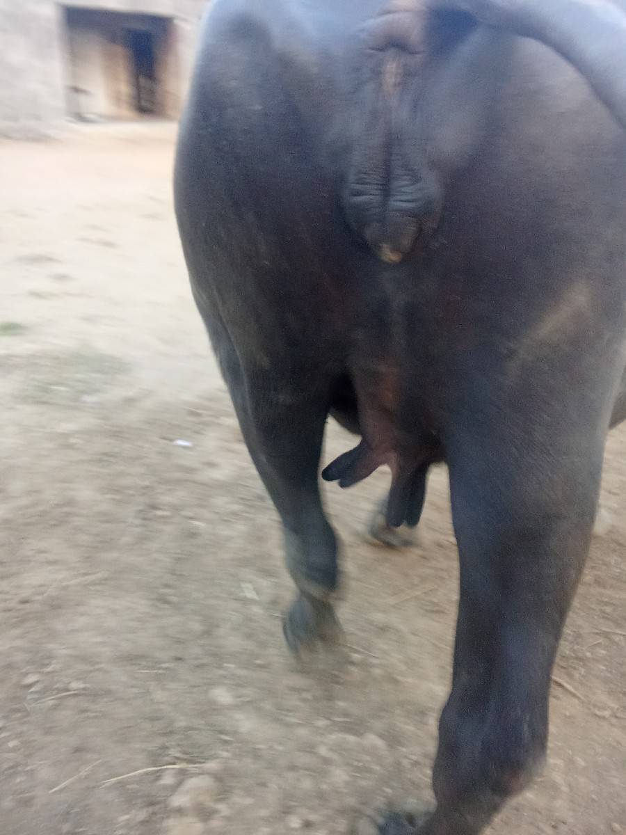 bhes vechvani che
