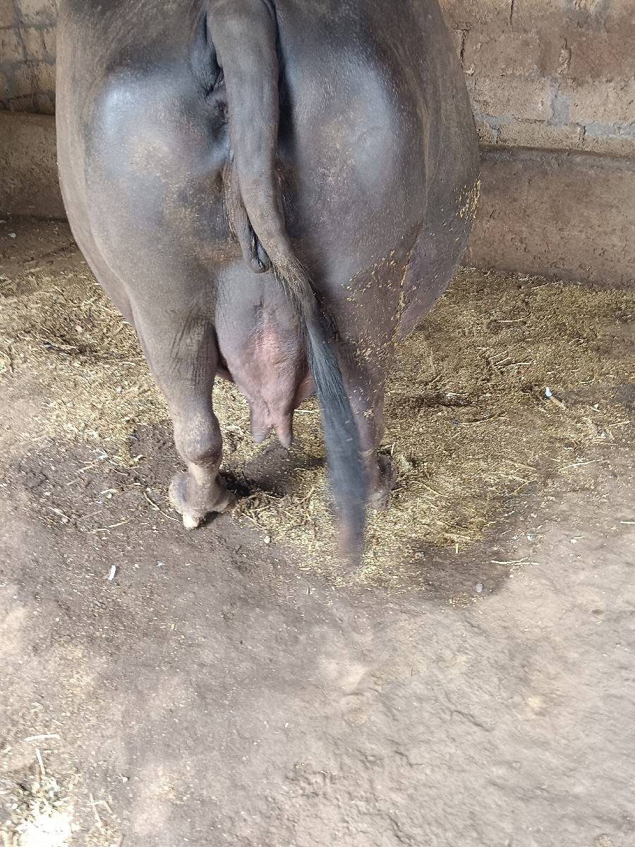 ભેંશ વેચવાની છે