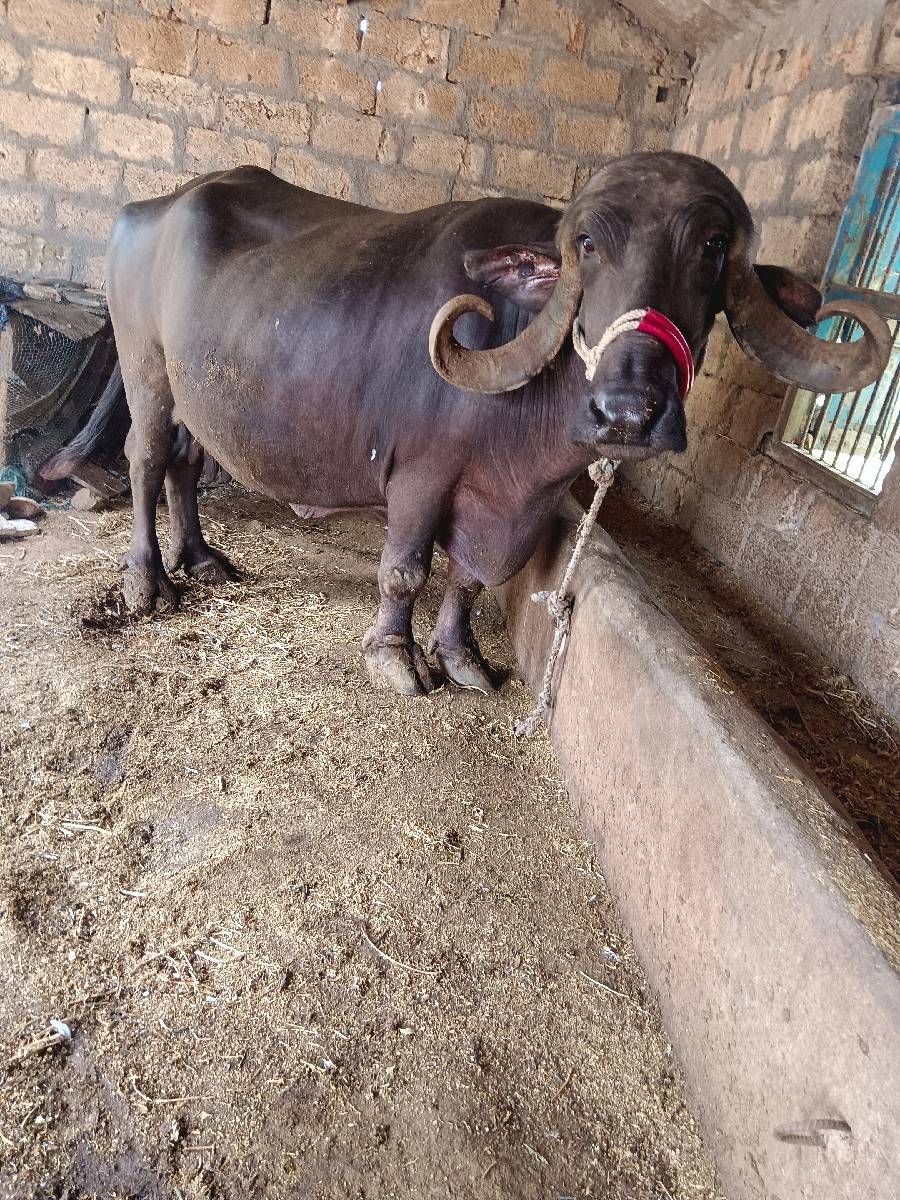 ભેંશ વેચવાની છે