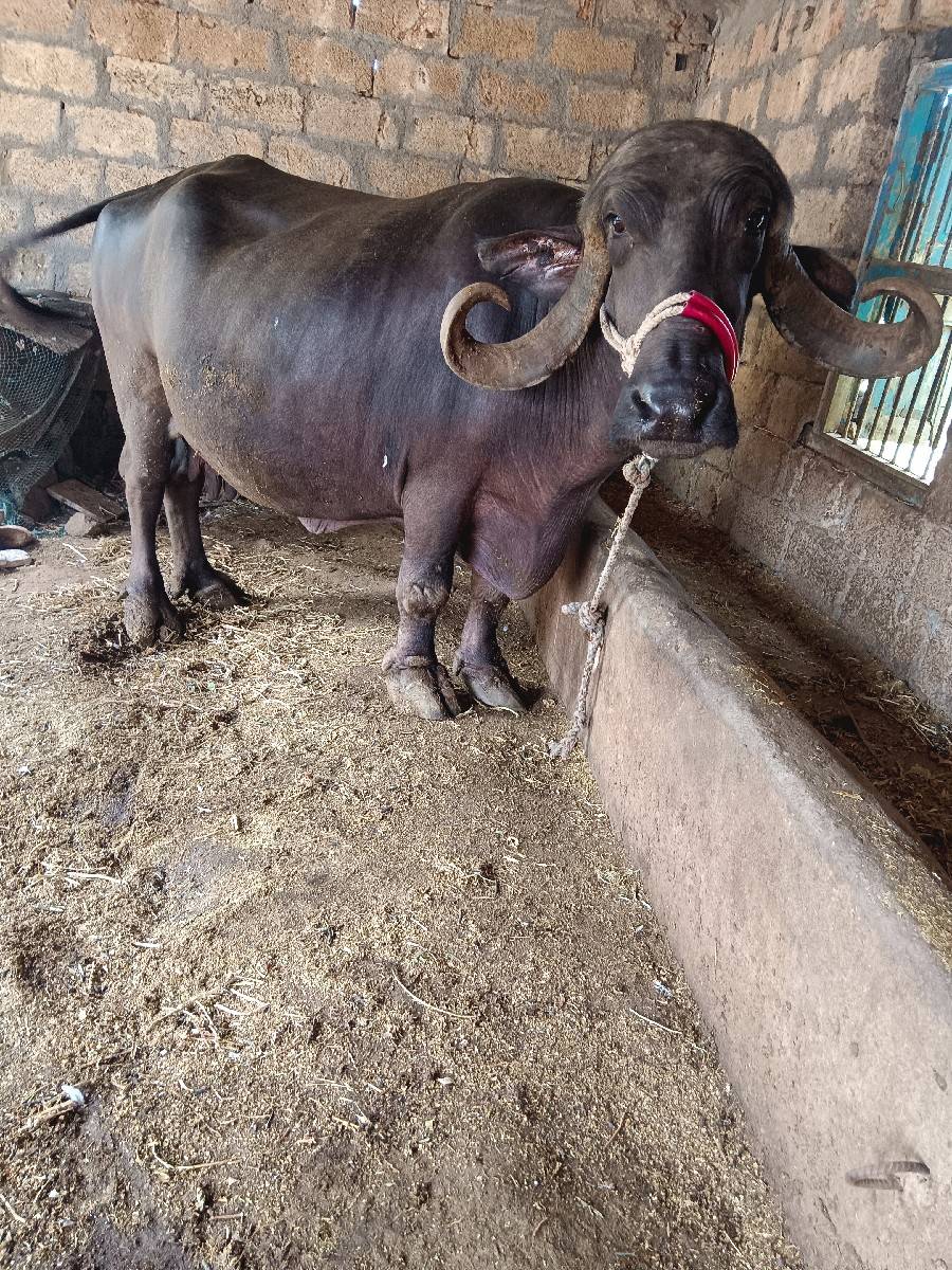 ભેંશ વેચવાની છે