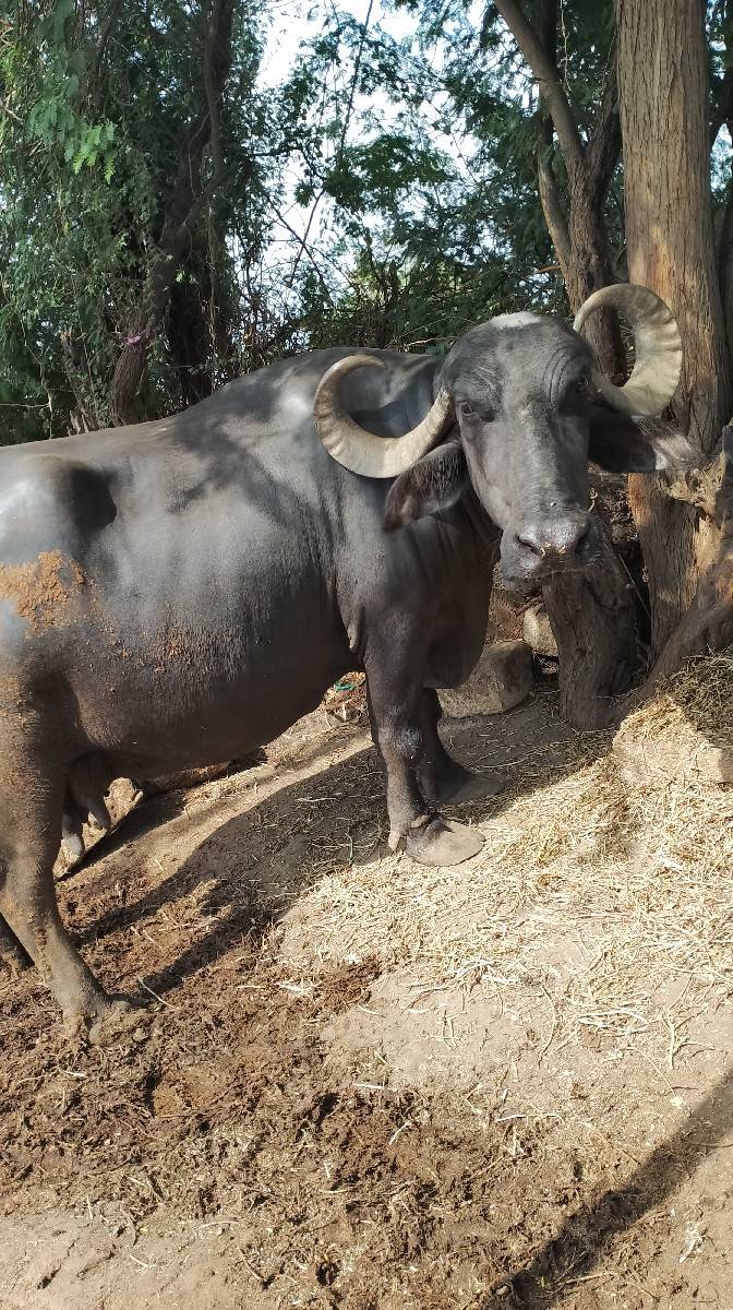 ભેંસ વેચવાની છે