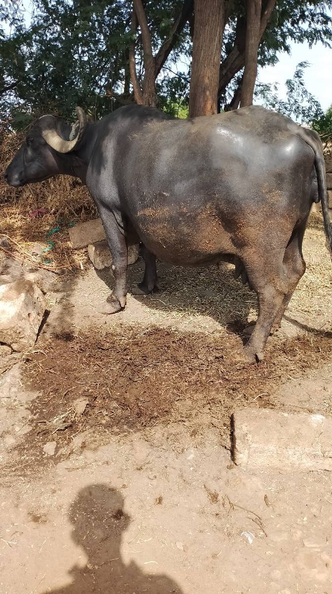 ભેંસ વેચવાની છે