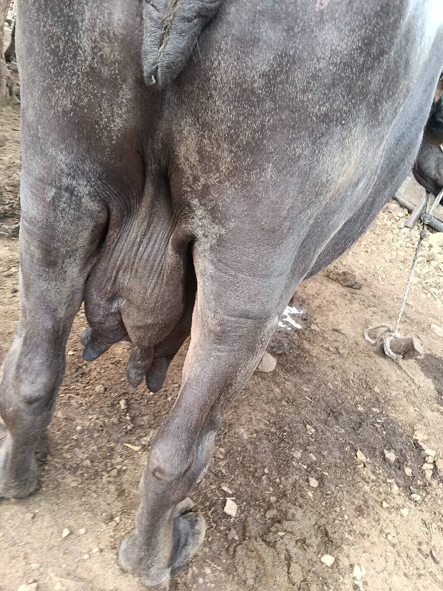 bhesh vechvani