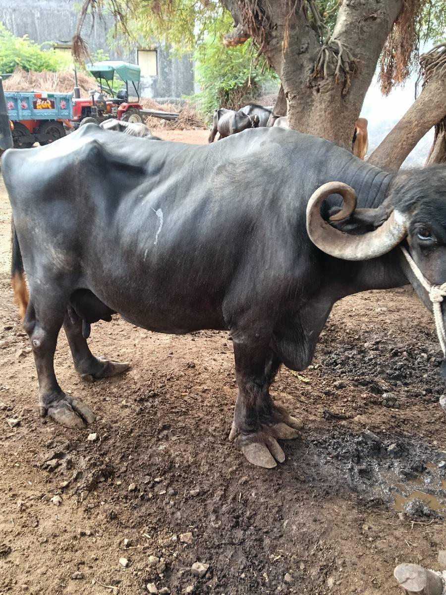 bhesh vechvani