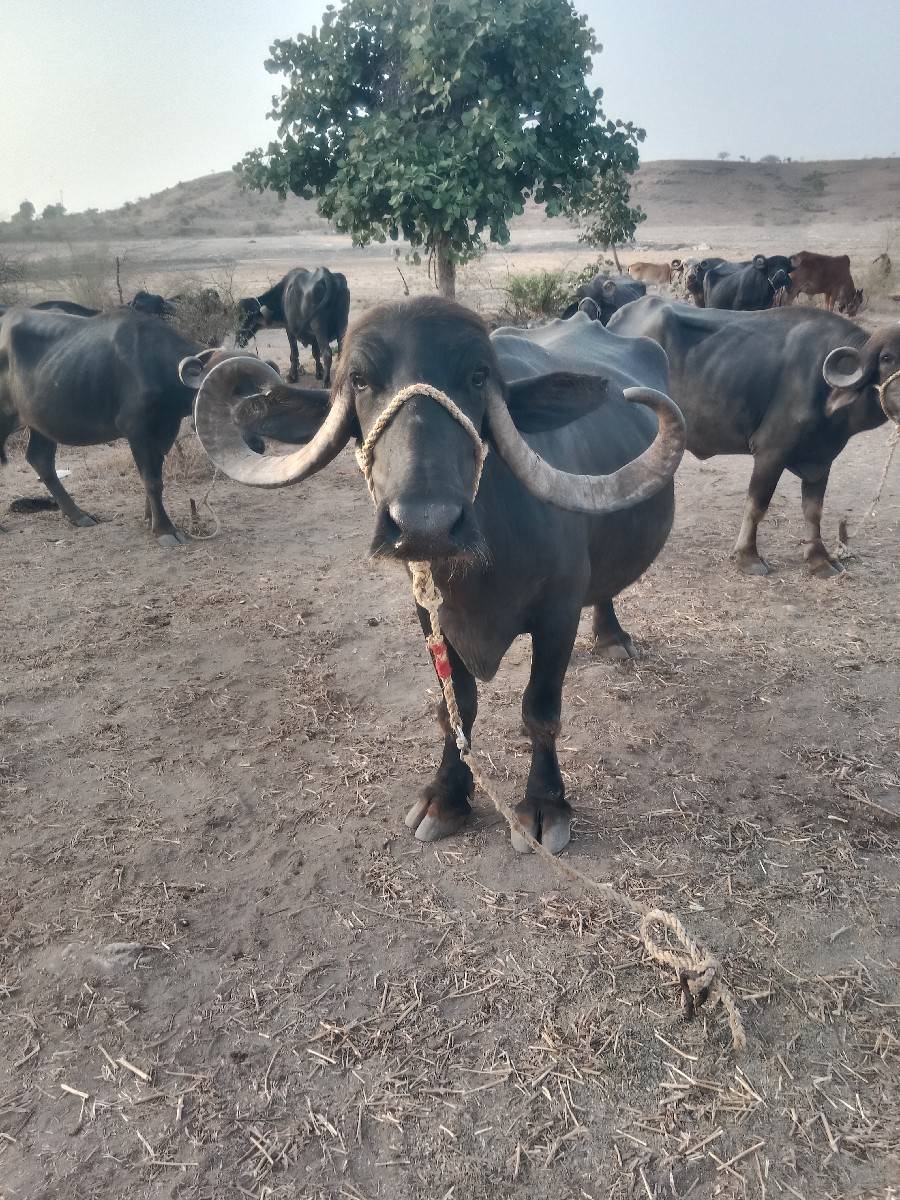 4 વેતર