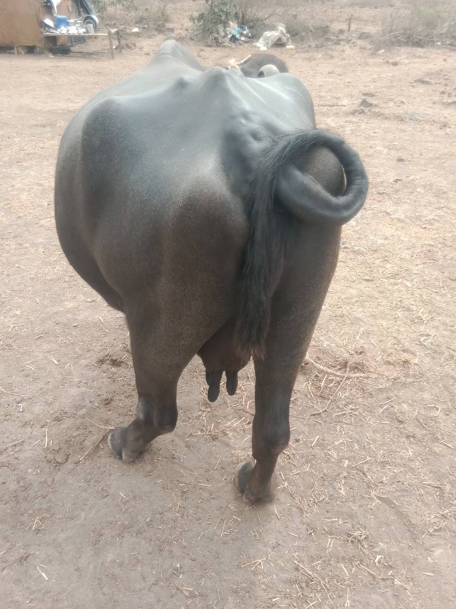 4 વેતર