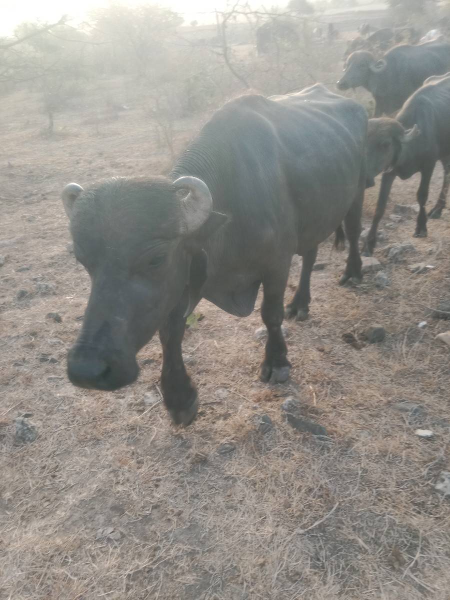 4 વેતર