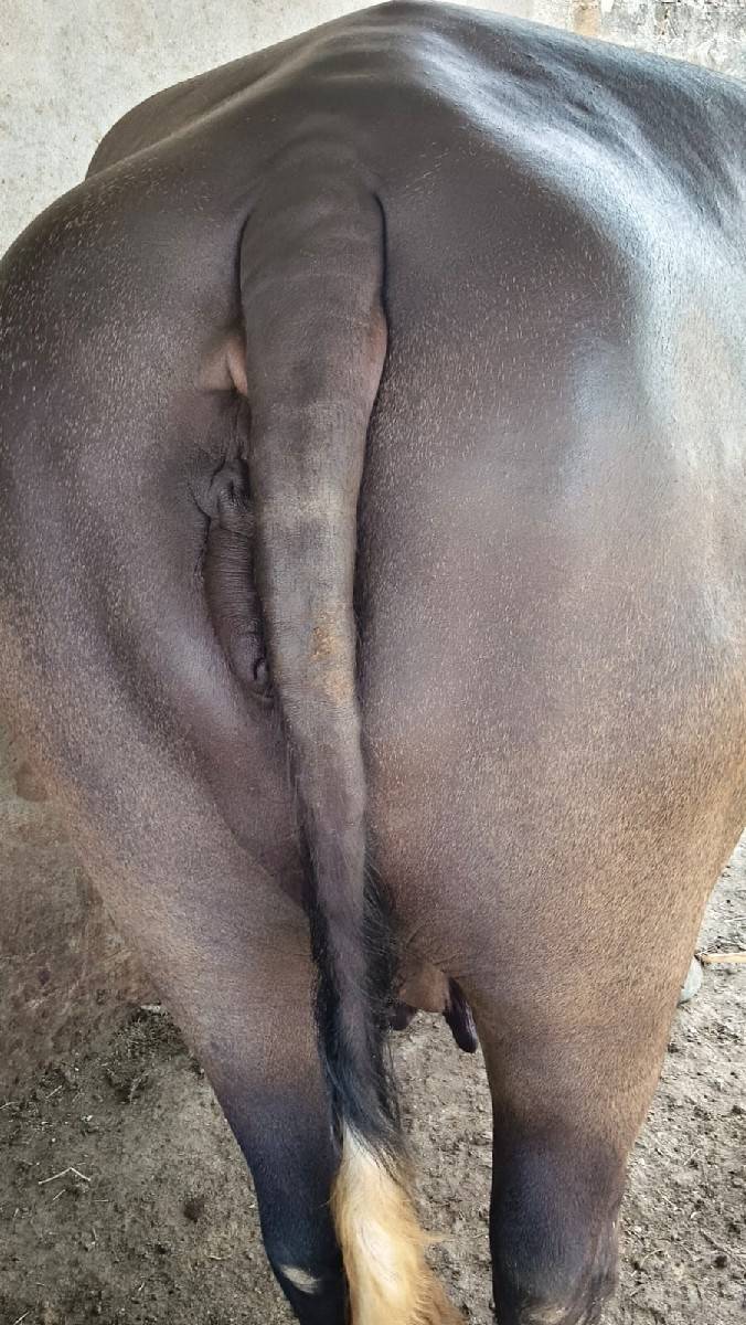 ભેંસ વેચવાની છે