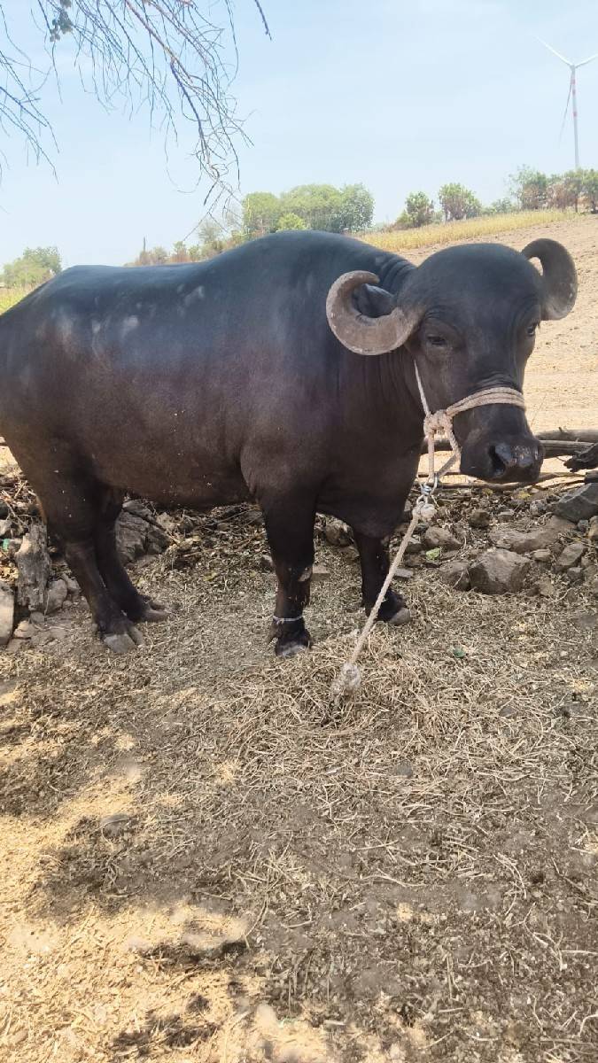 ભેંસ વેચવાની છે