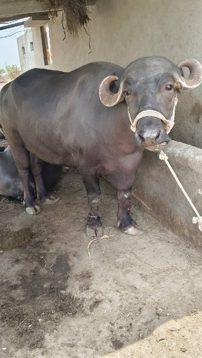 ભેંસ વેચવાની છે