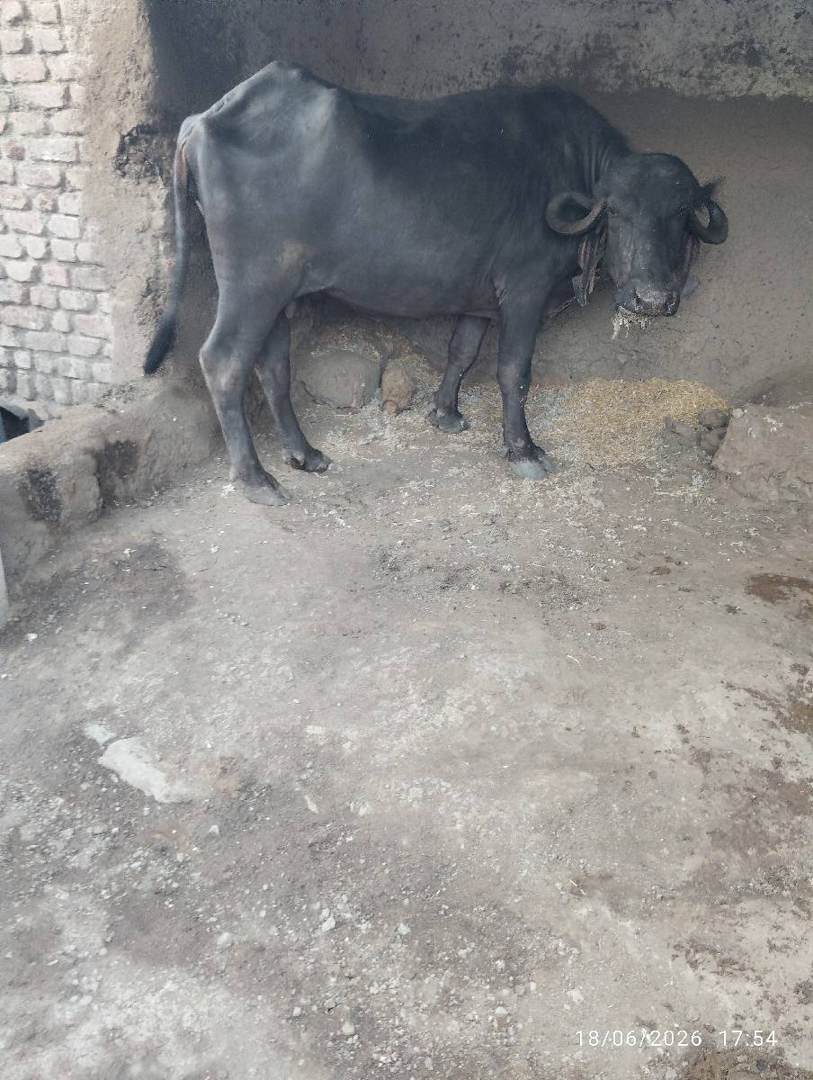 આ ભેશ વેચવાની છે
