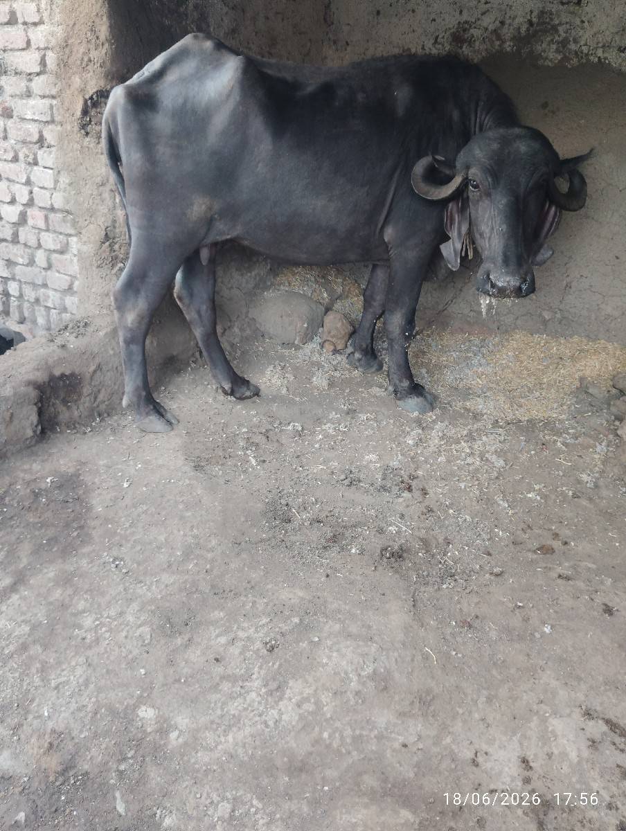 આ ભેશ વેચવાની છે