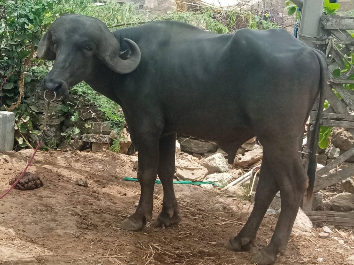 પાડો વેચવાનો છે