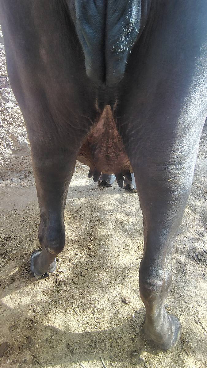 ખડેલી વેચવાની છે