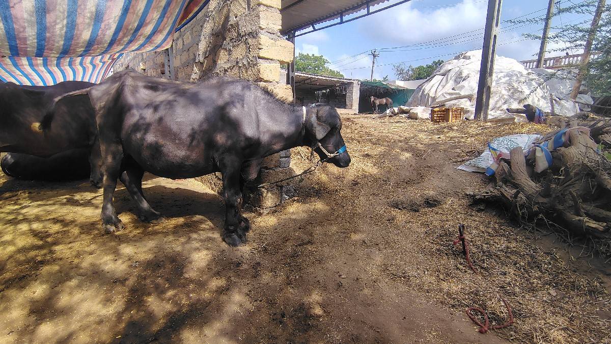 ખડેલી વેચવાની છે