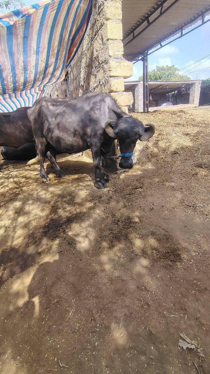 ખડેલી વેચવાની છે