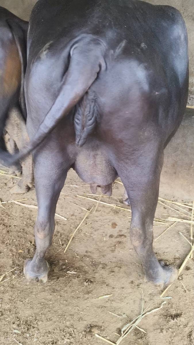 ભેંસ વેચવાની છે
