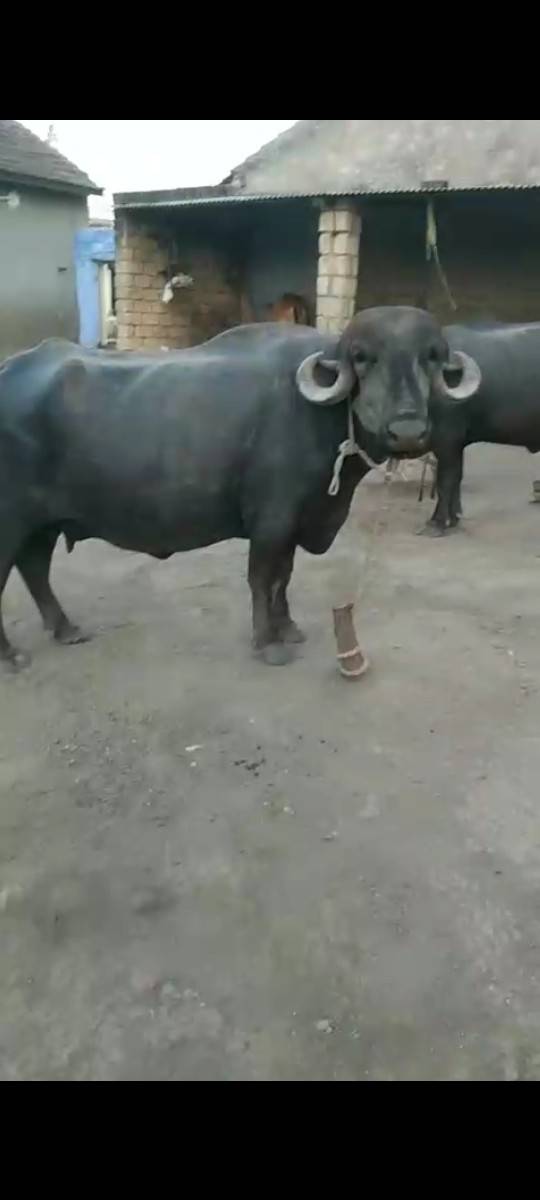 બે ભેશૂ વેસવાની છે