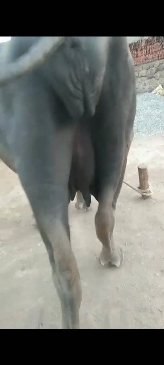 બે ભેશૂ વેસવાની છે