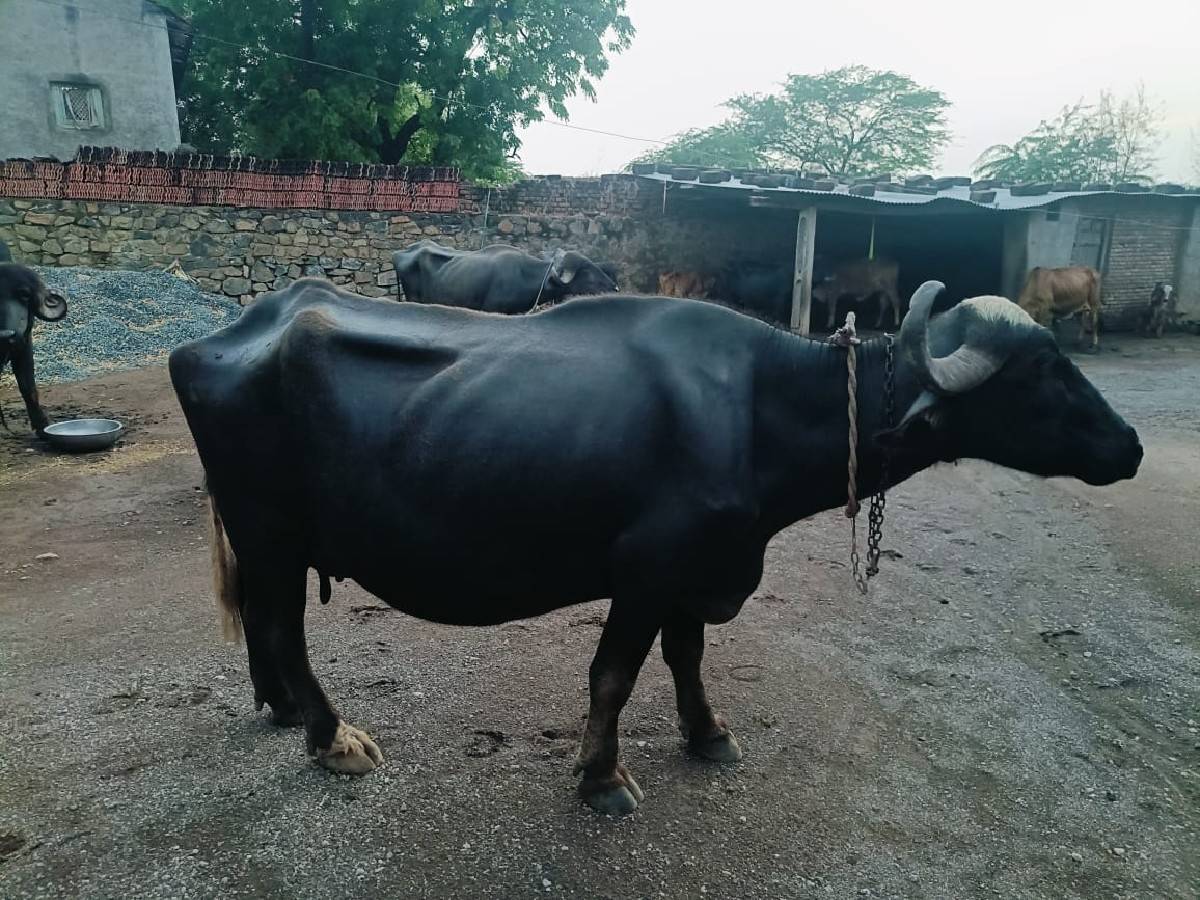 બે ભેશૂ વેસવાની છે