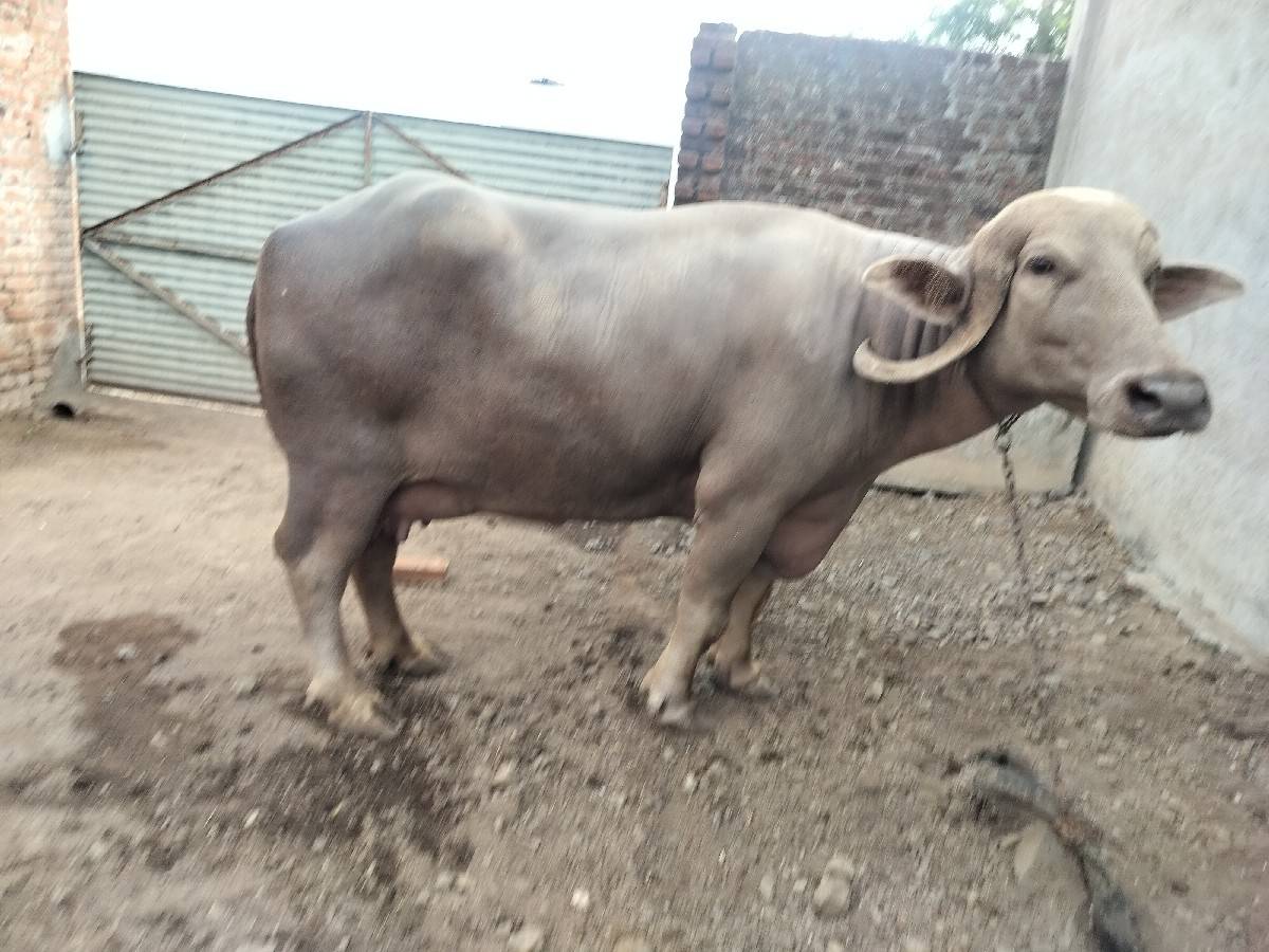 વેચવાની છે