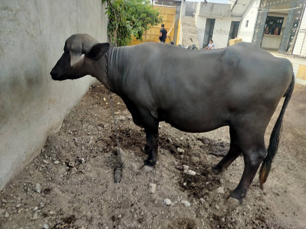 વેચવાની છે