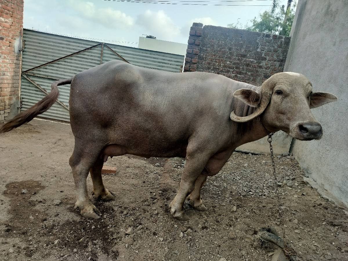 વેચવાની છે