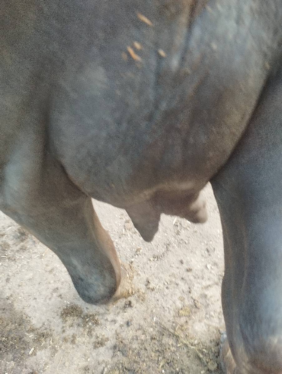ભેસ વેચવાની છે8401002445