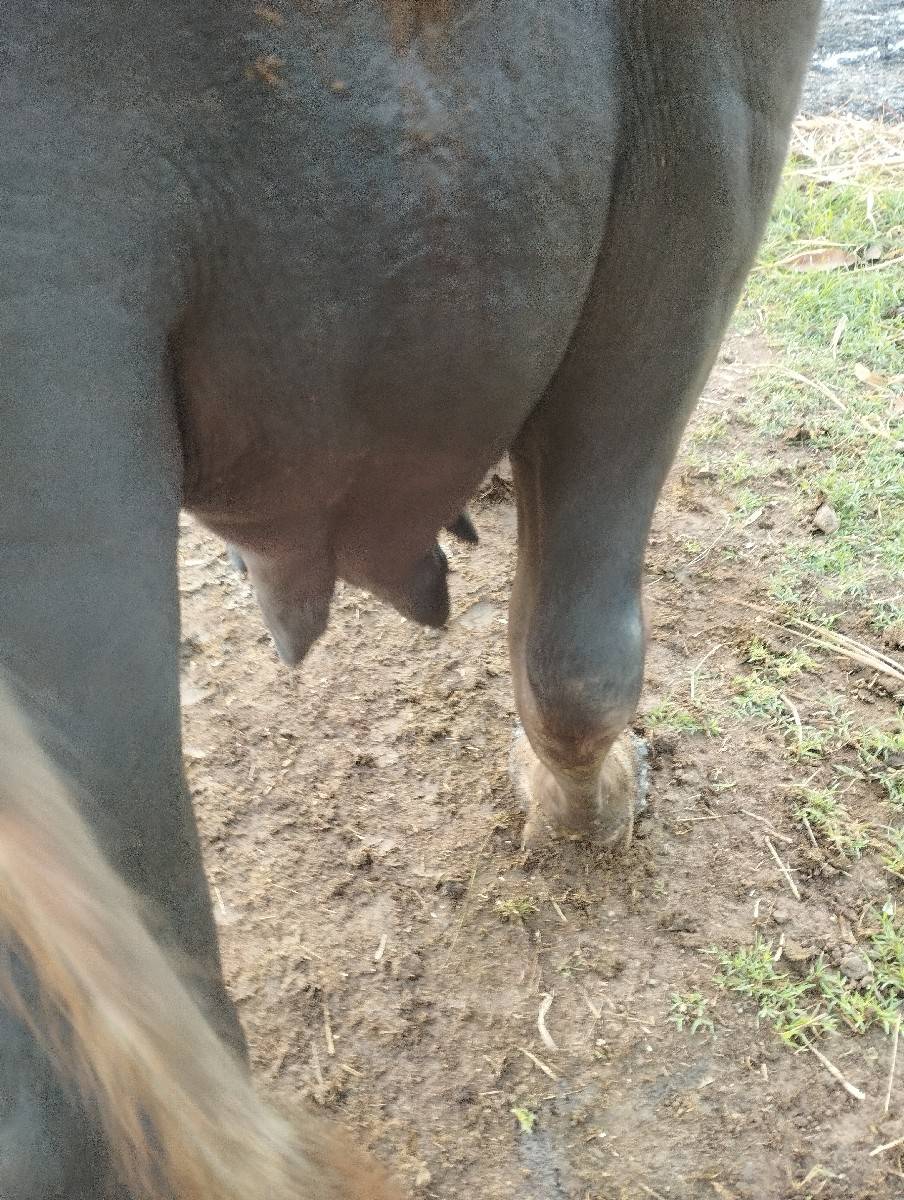 ભેસ વેચવાની છે8401002445
