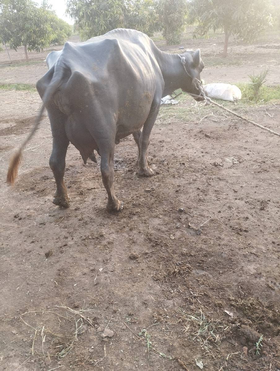 ભેસ વેચવાની છે8401002445