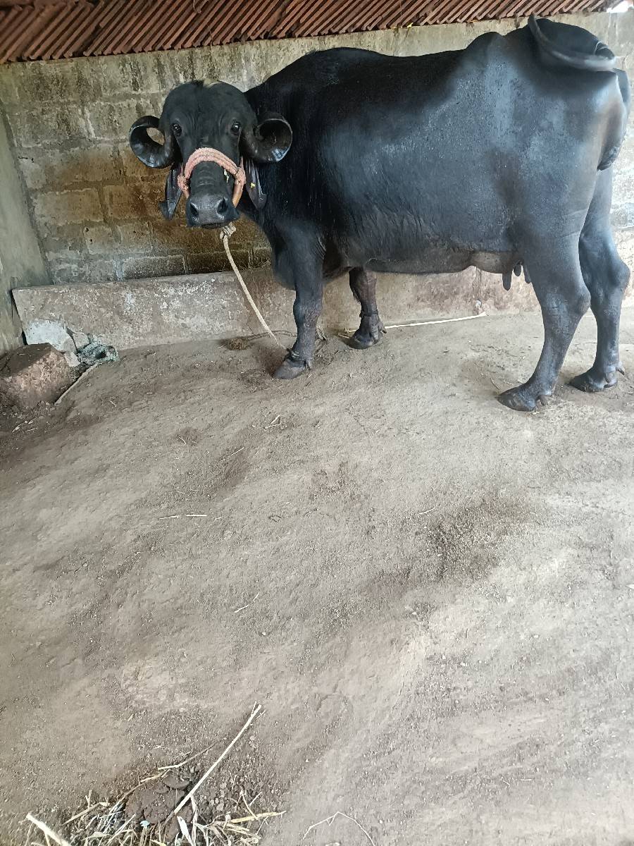 ભેંસ વેચવાની