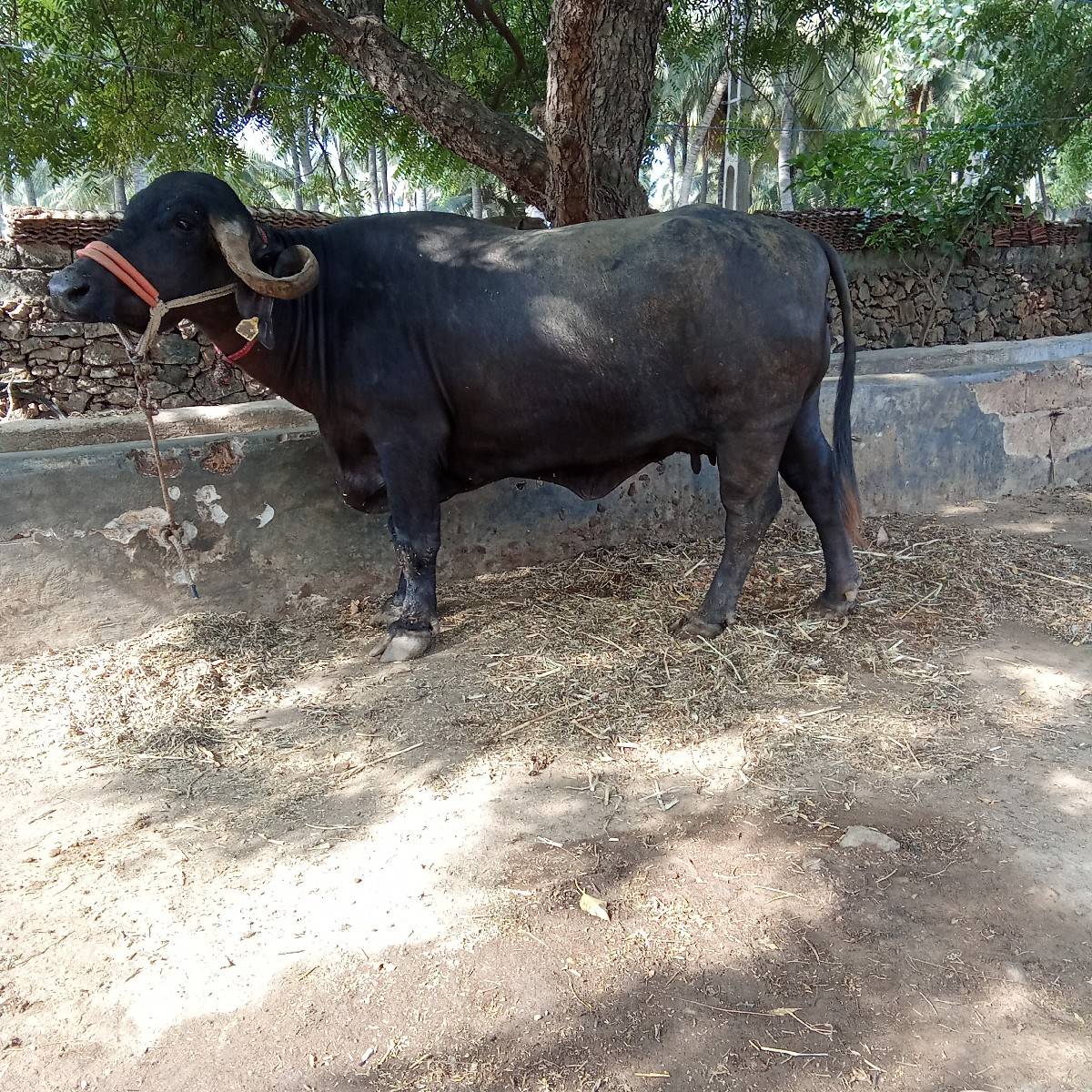 ભેંસ વેચવાની છે
છ લિટર દૂધ છે