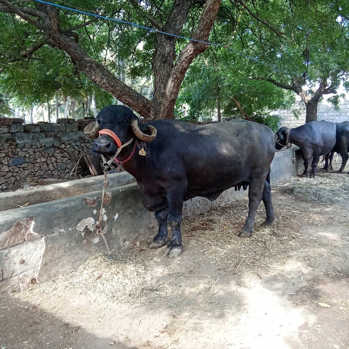 ભેંસ વેચવાની છે
છ લિટર દૂધ છે