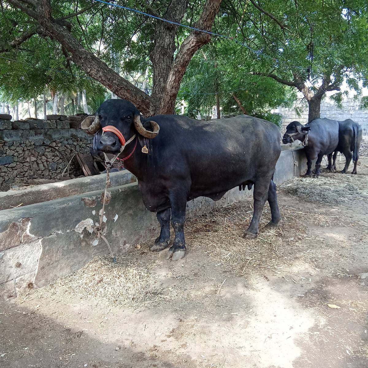 ભેંસ વેચવાની છે
છ લિટર દૂધ છે