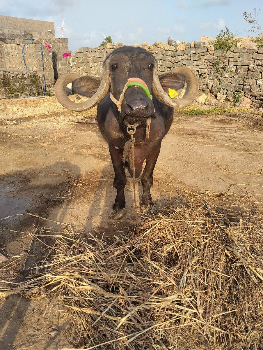 ભેંસ વેચવાની છે પાંચ વેતર 6/5લીટર