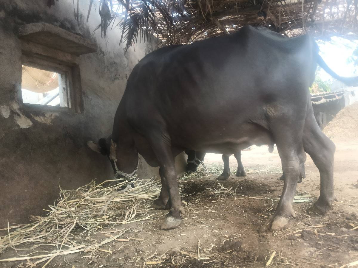 ભેંસ વેચવાની છે