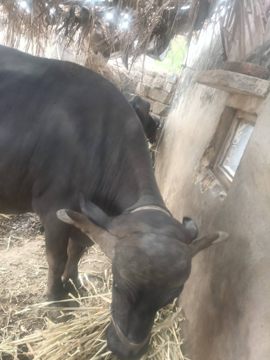 ભેંસ વેચવાની છે