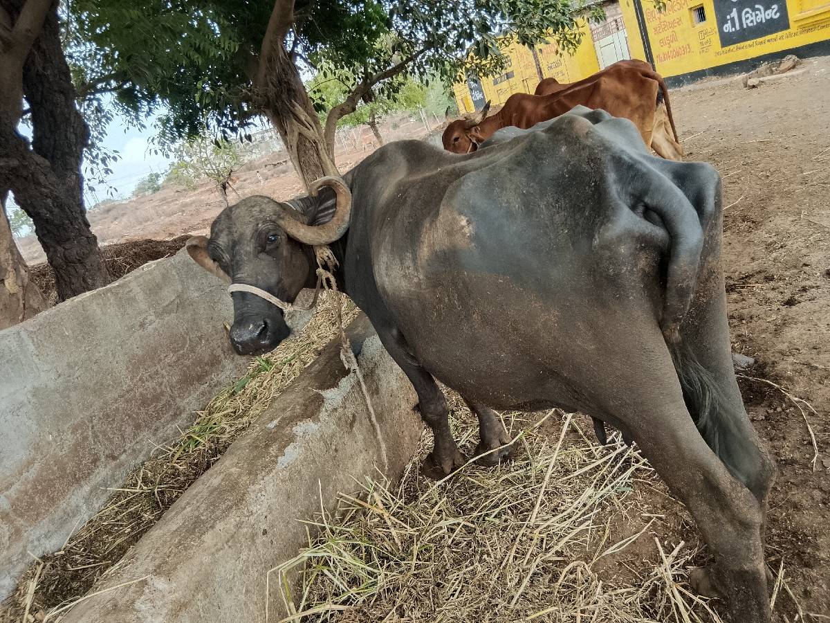 ભેંશ સારી અને સોજી સે