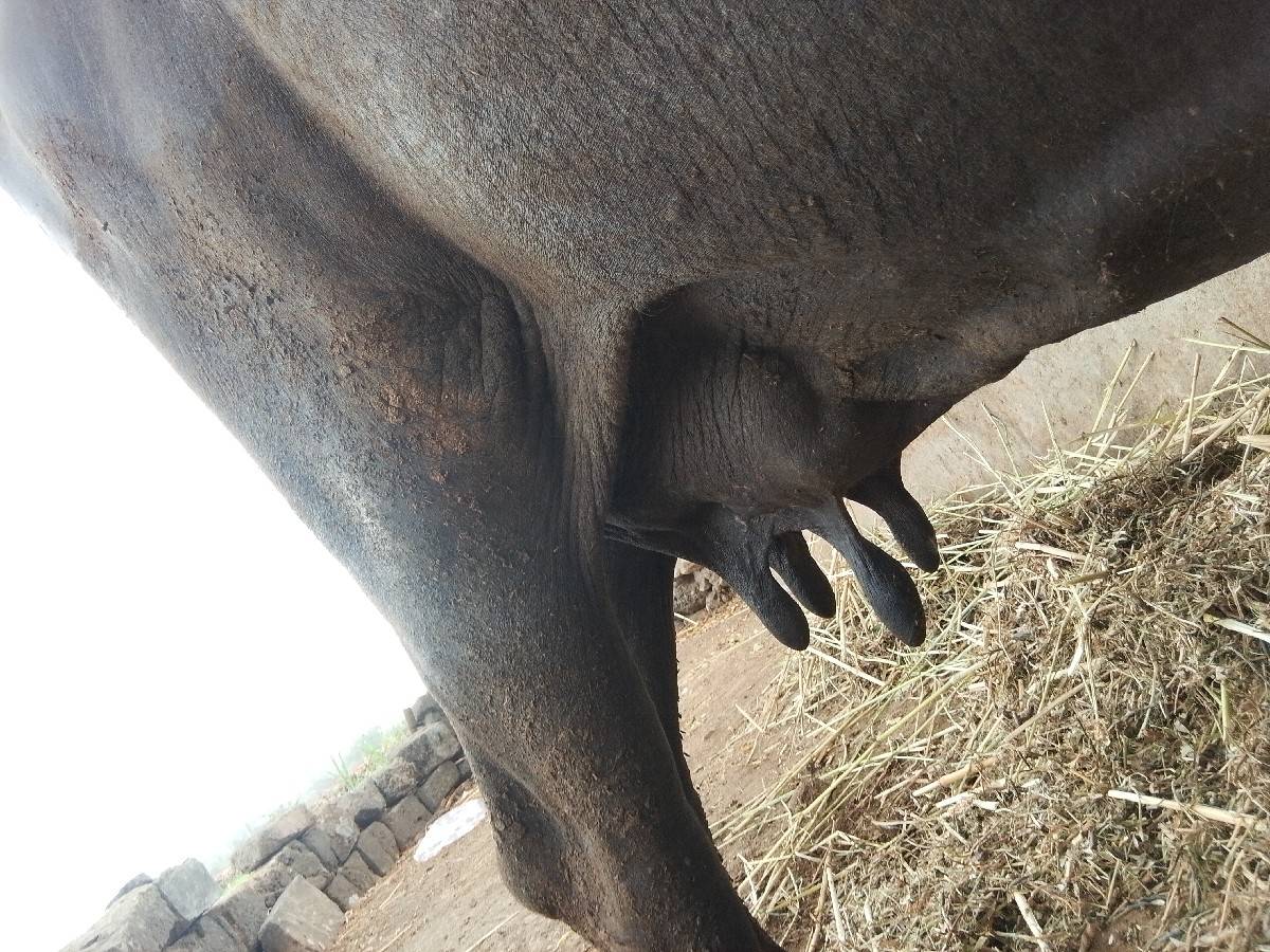 ભેંશ સારી અને સોજી સે