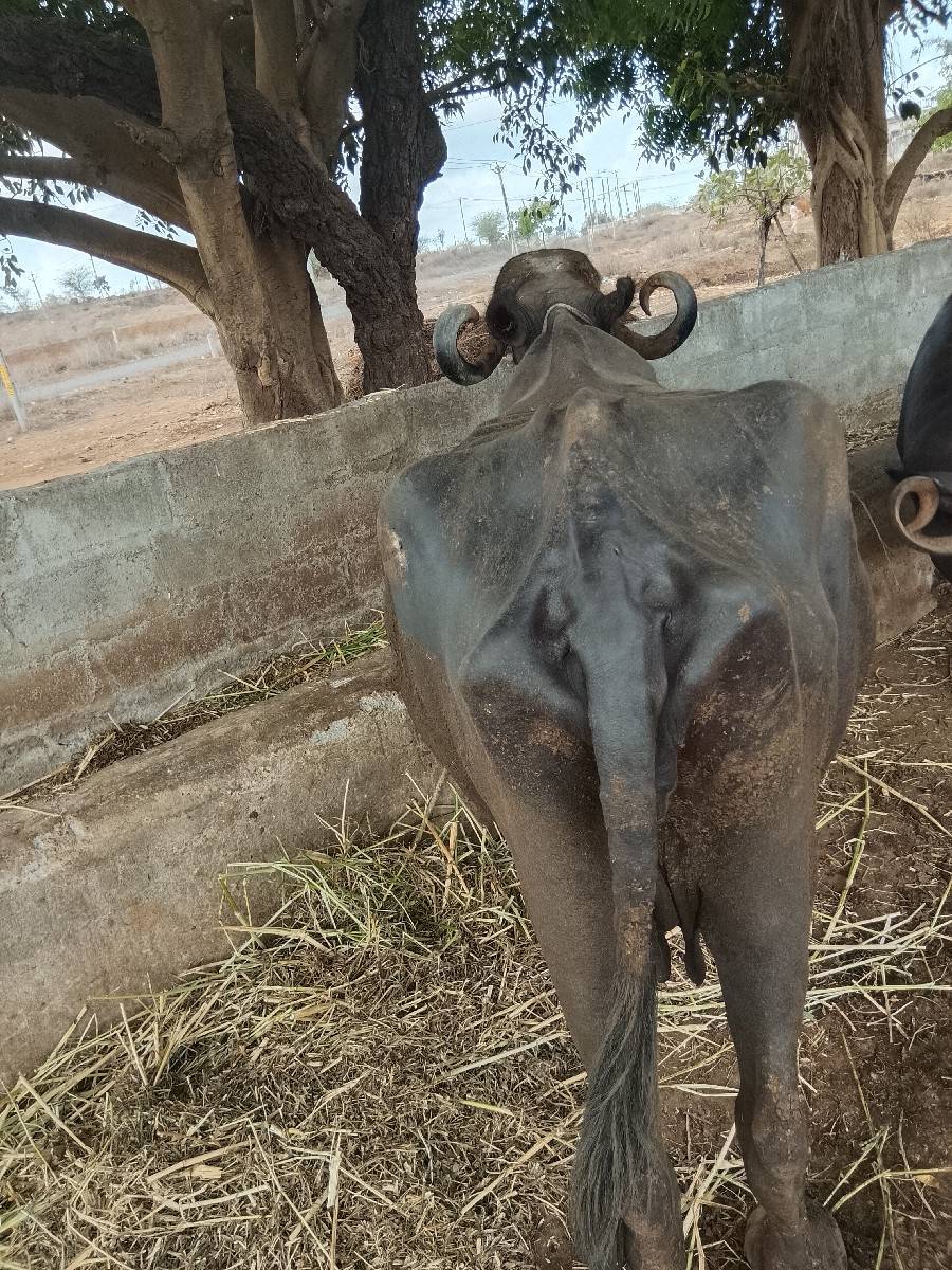 ભેંશ સારી અને સોજી સે
