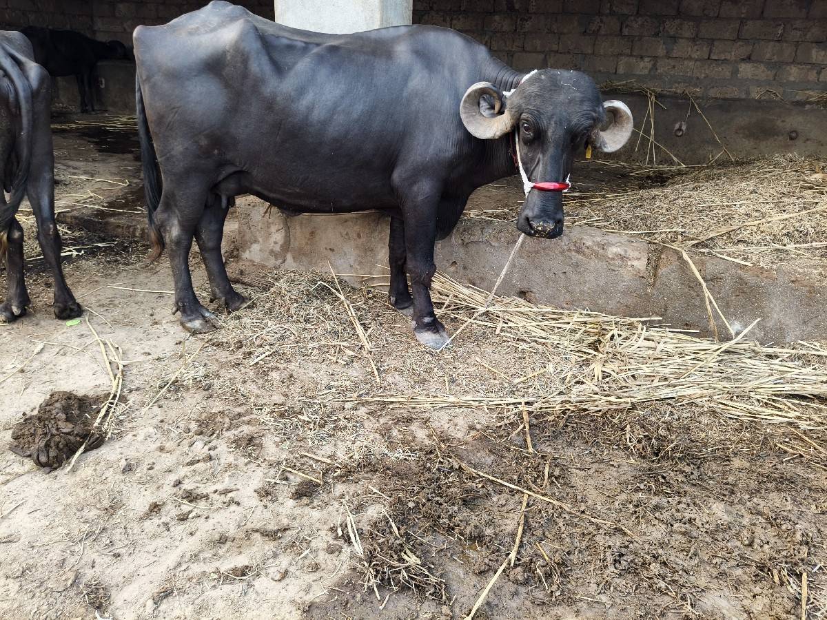 6 લિટર દૂધ બે મહિનાના બીજું વેતર