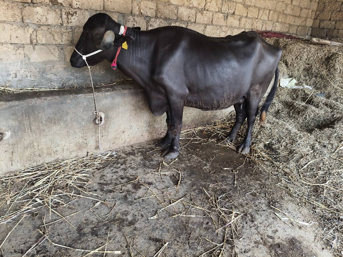 6 લિટર દૂધ બે મહિનાના બીજું વેતર