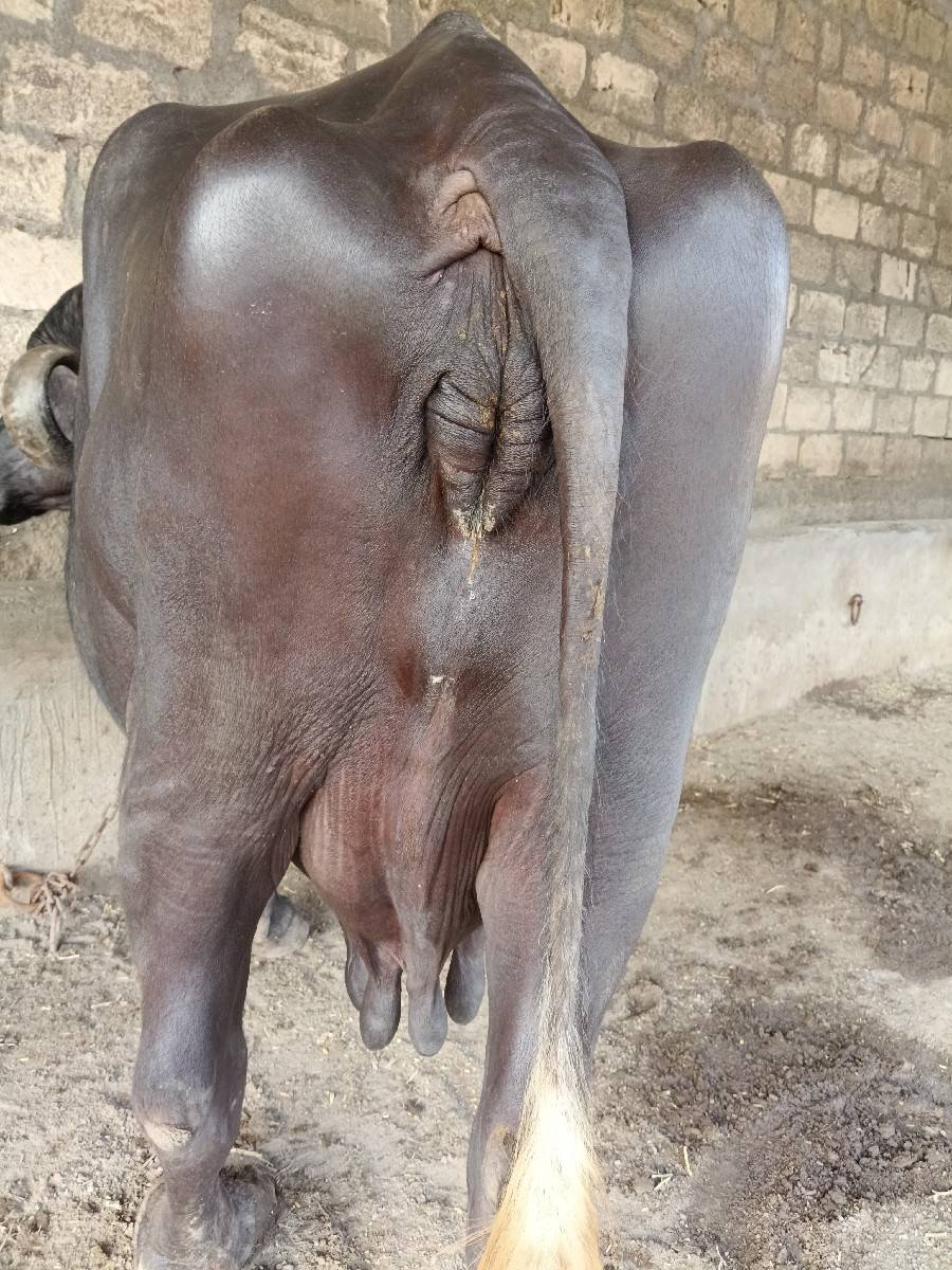ભેંસ વેચવાની છે