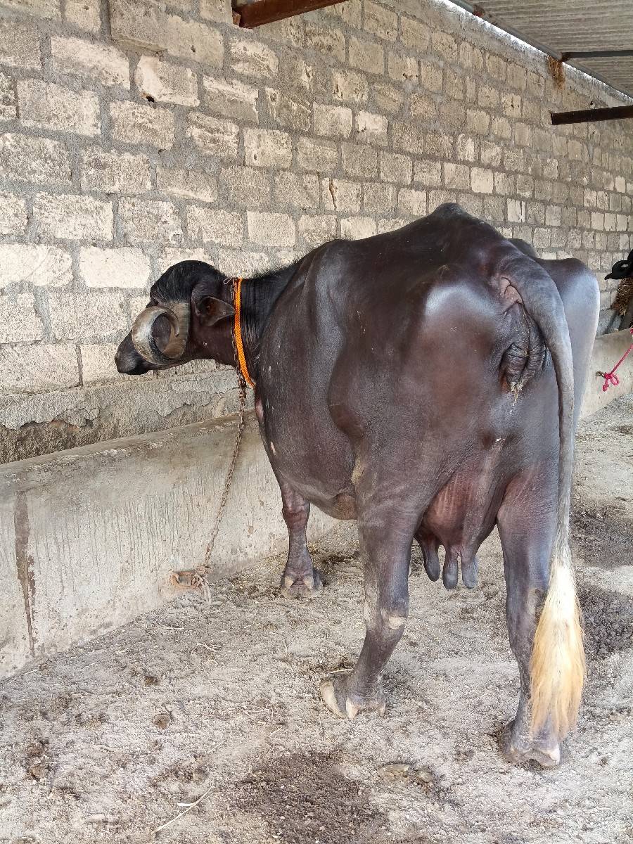 ભેંસ વેચવાની છે