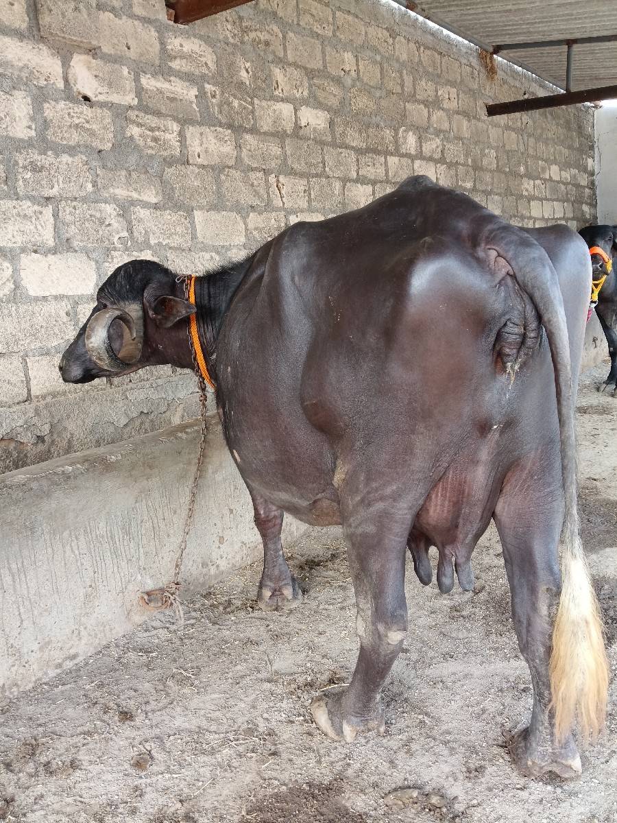 ભેંસ વેચવાની છે