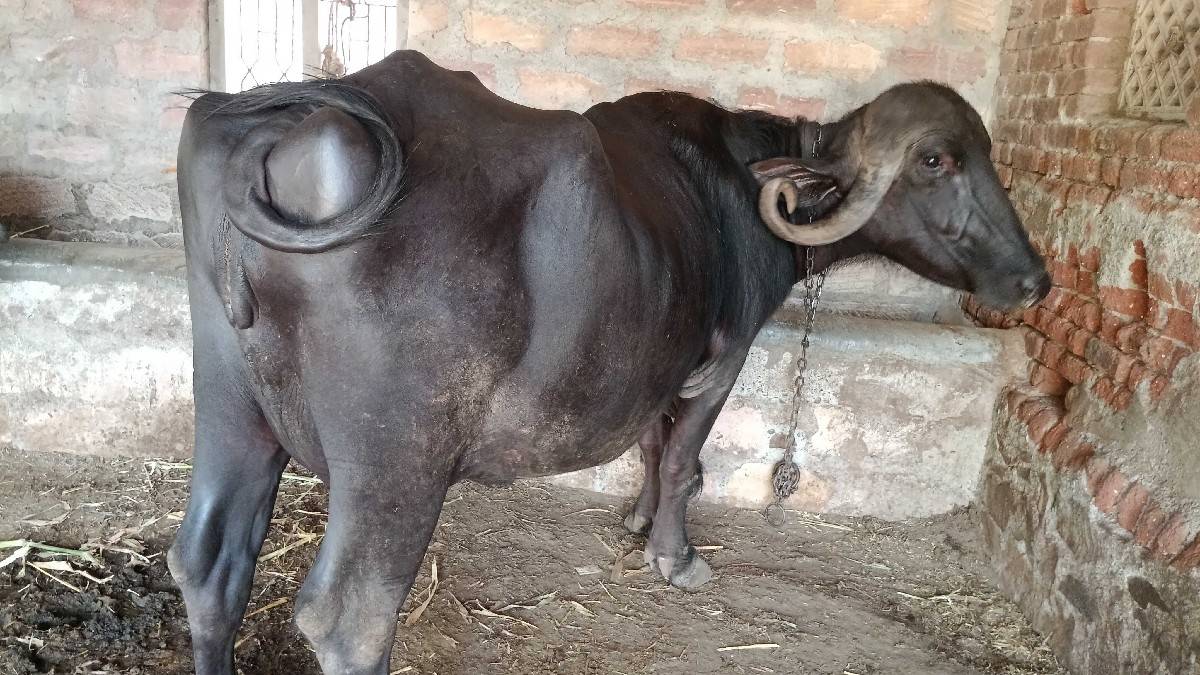 ભીંસ વેચવાની છે