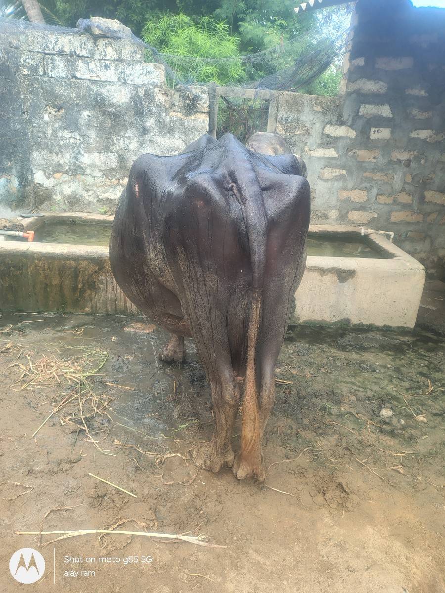 7 લિટર દૂધ છે