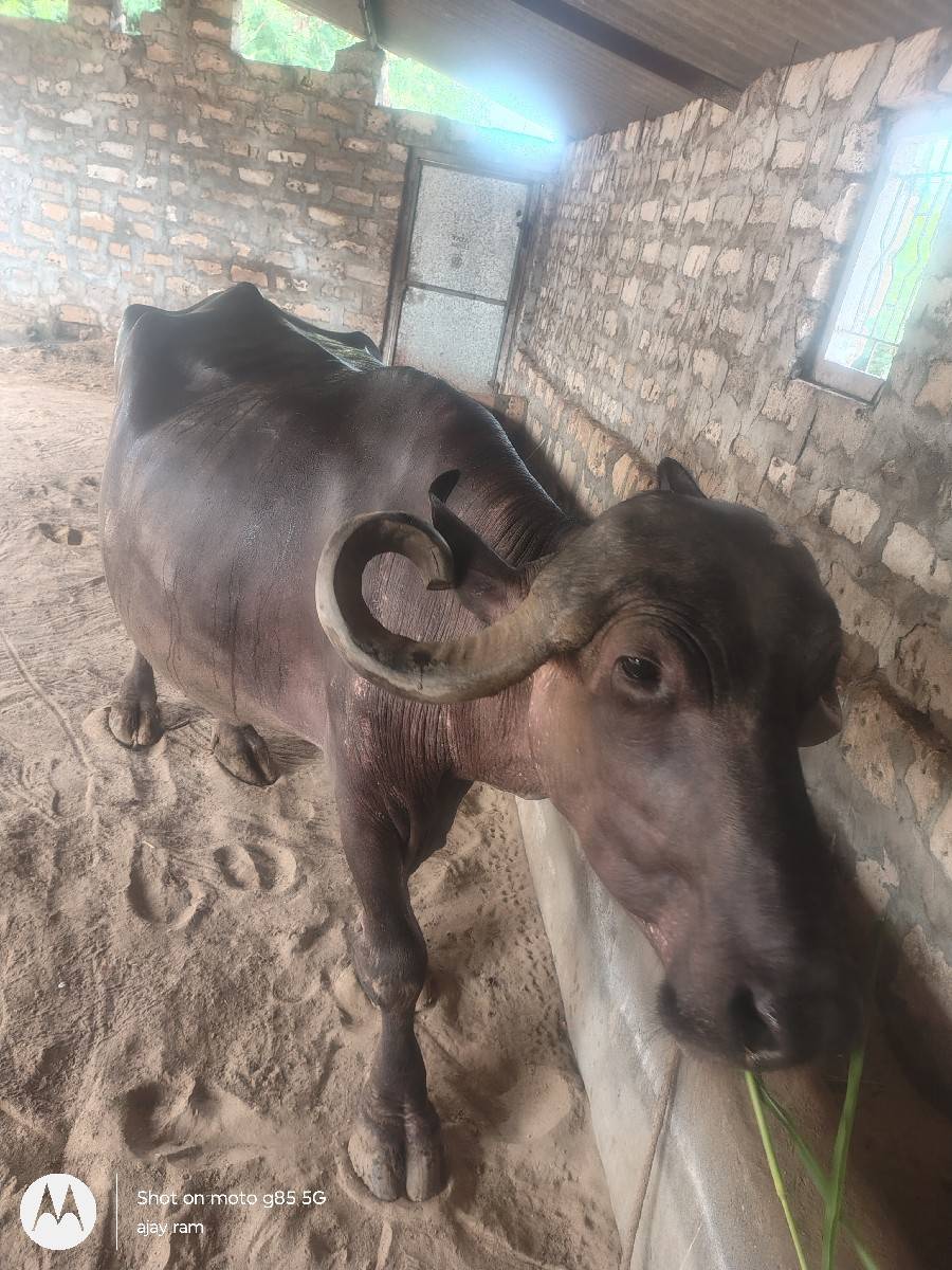 7 લિટર દૂધ છે