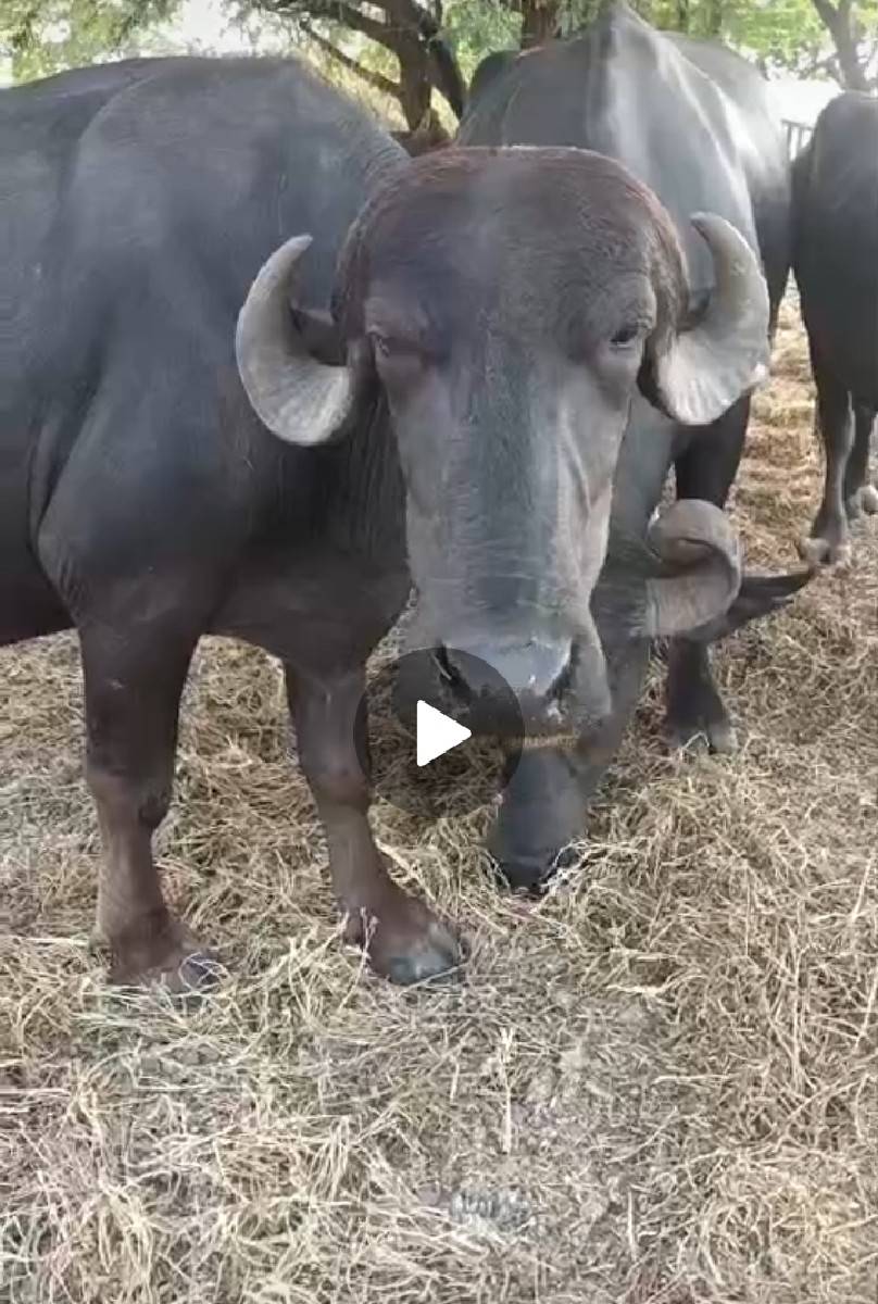 ખડેલા વેસવાના છે
